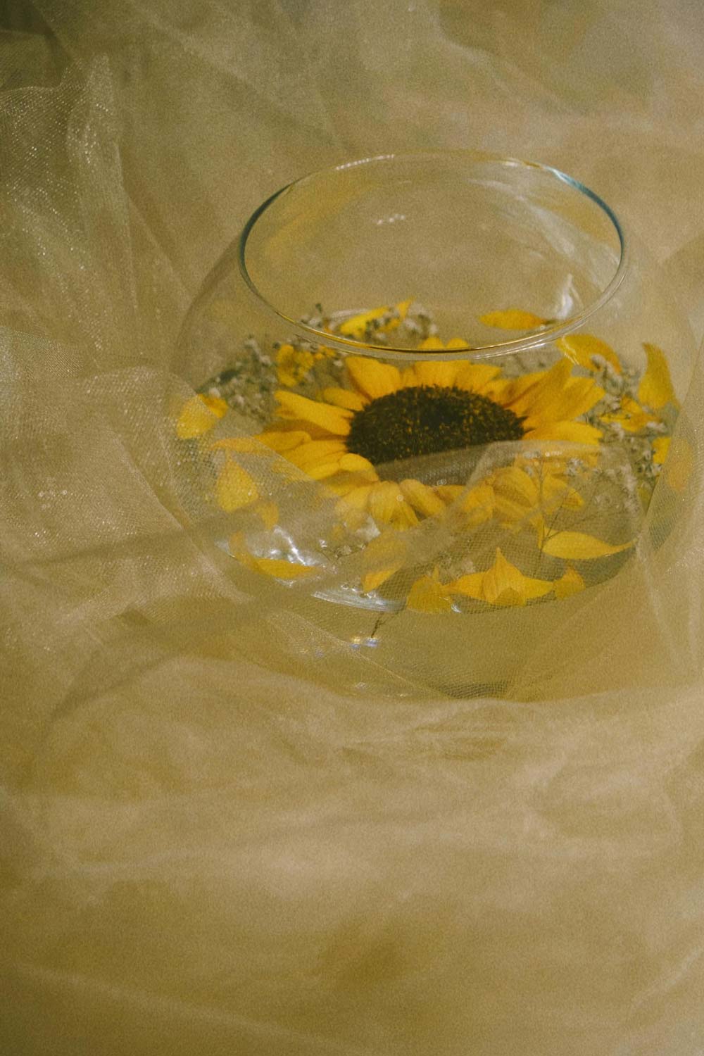 Die gesamte Blüte der Sonnenblume schwimmt in einem großen Glas gefüllt mit Wasser an der Wasseroberfläche. Das Glas steht auf einem glitzernden, gelben Tülltuch.
