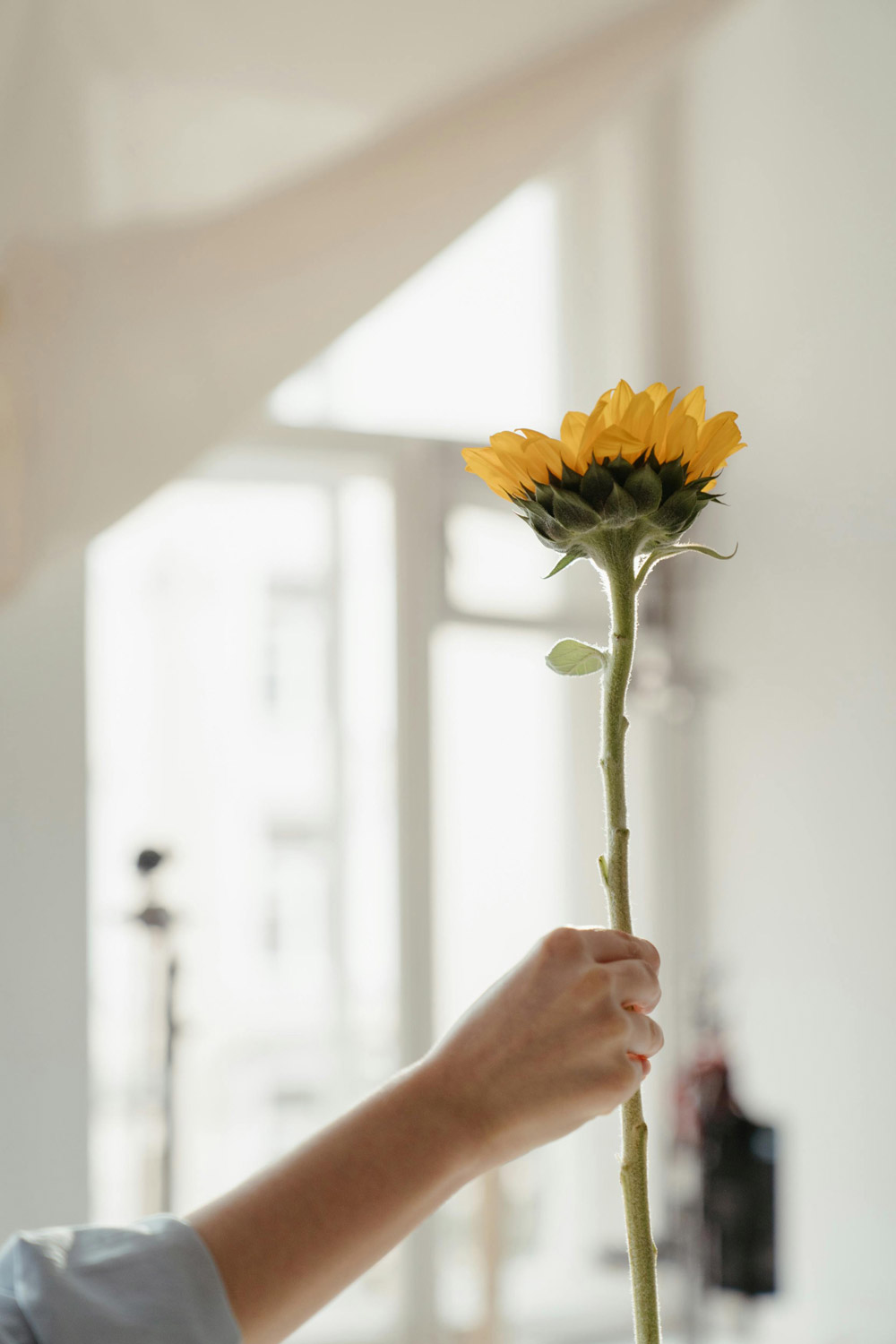 Ein Arm hält eine einzelne Sonnenblume, im Hintergrund sieht man ein hell erleuchtetes Fenster, bei dem das Tageslicht hineinkommt.